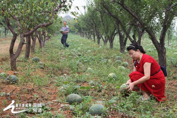 大型农业采摘园碧绿源开心农场