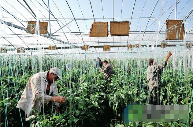 在沁水县土沃乡,润泽农业开发有限公司精准扶贫项目颇具规模,初见成效。 本报记者 袁文忠 摄