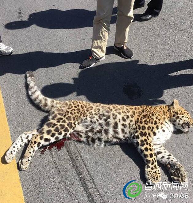 躺在路上的金钱豹已经死亡。